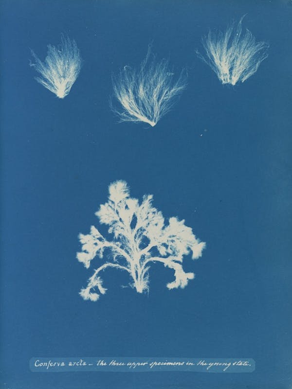 anna atkins algae cyanotype