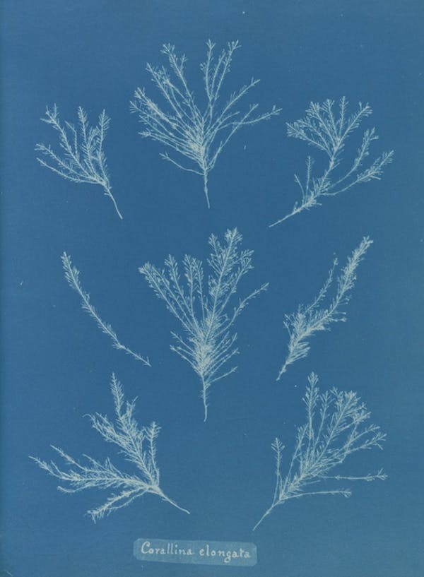 anna atkins algae cyanotype