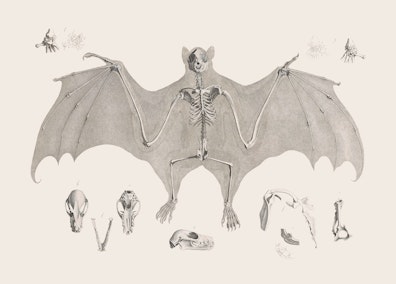 Fruit Bat Skeleton