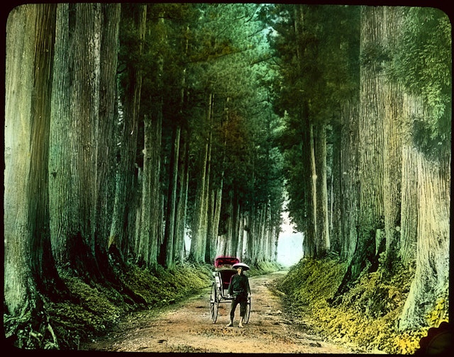 Man with Rickshaw on Tree-lined Road