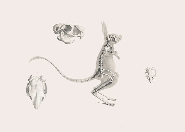 Greater Egyptian Jerboa Skeleton