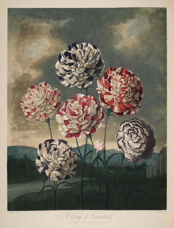 A Group of Carnations