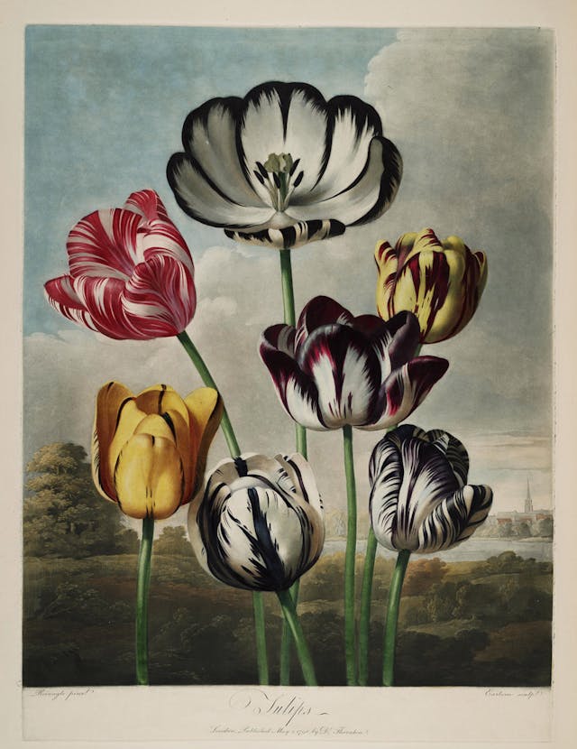 Tulips