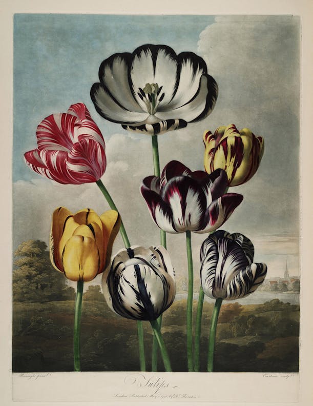 Tulips