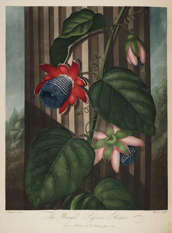 The Winged Passion-Flower