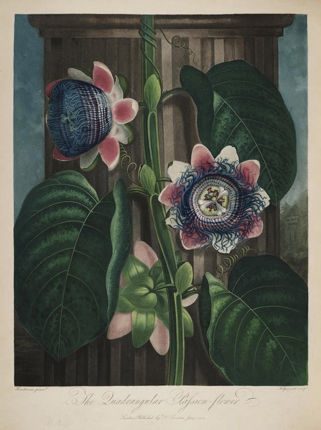 The Quadrangular Passion-Flower