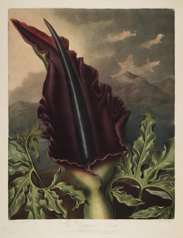 The Dragon Arum