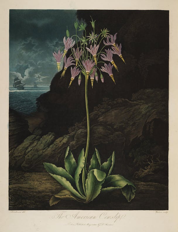 The American Cowslip