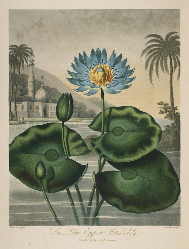 The Blue Egyptian Water-Lily