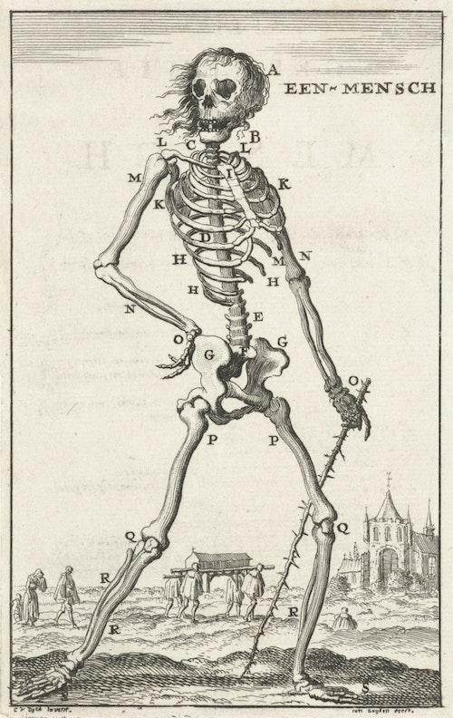Skeleton of a Human Being (Heroic)