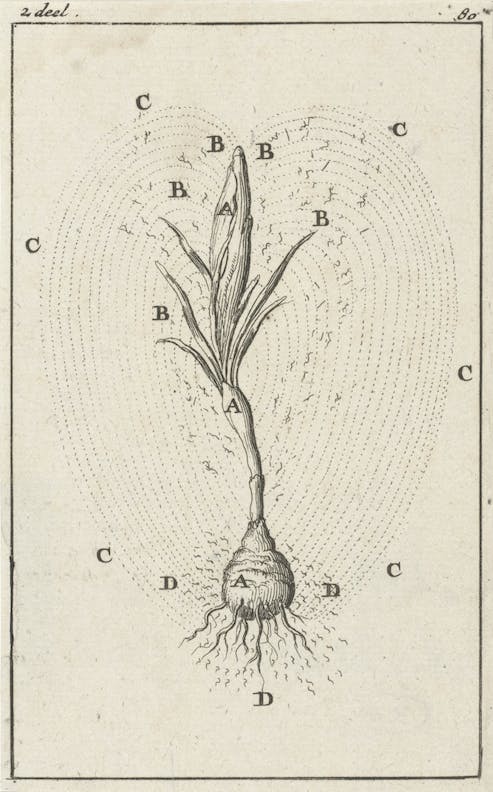 The Development of a Crocus 