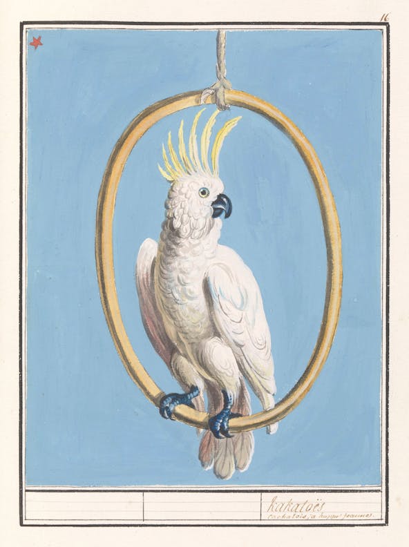 Sulphur-crested Cockatoo