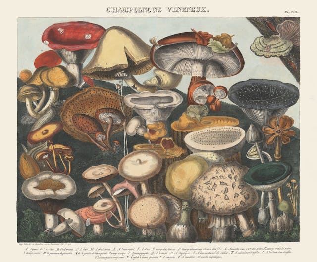 Poisonous Mushrooms