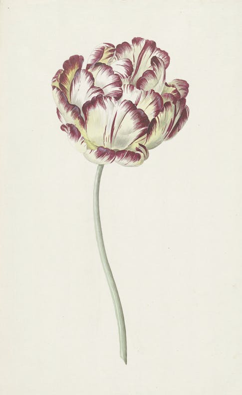 Tulip