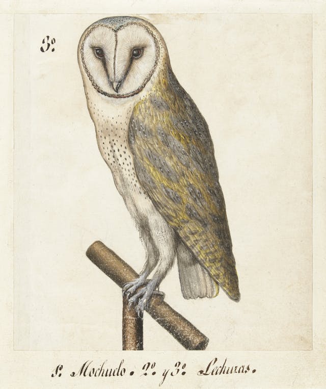 Barn Owl