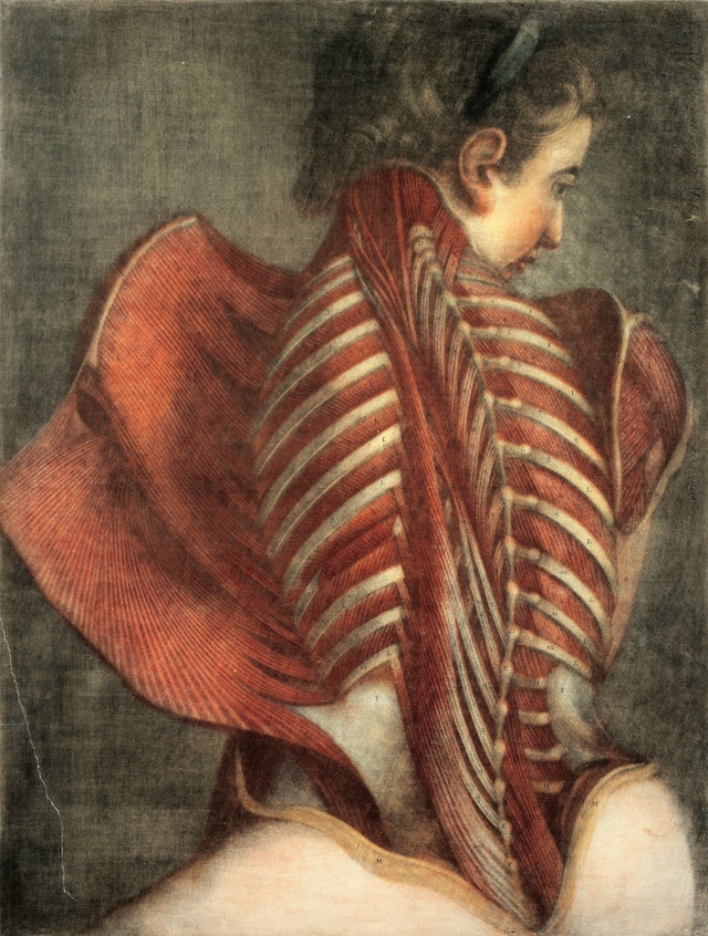 Muscles of the Back