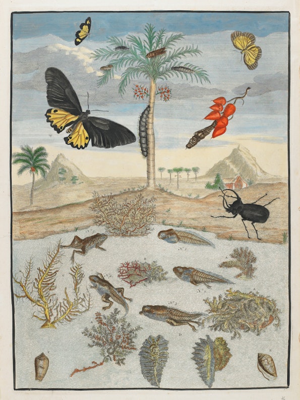 Insects and Fish with Island Background