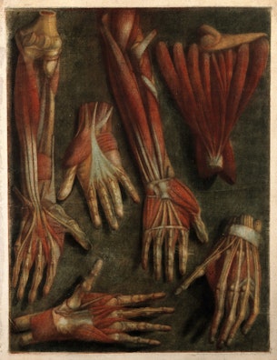 Muscles of the Hand and Arm