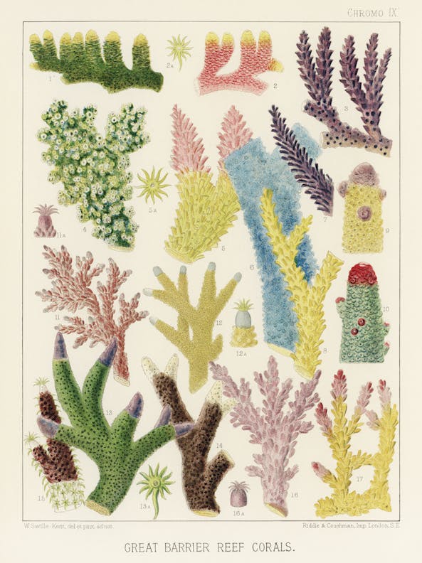 Great Barrier Reef Corals