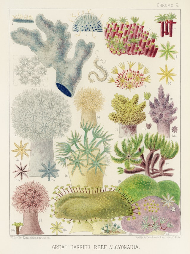 Great Barrier Reef Alcyonaria