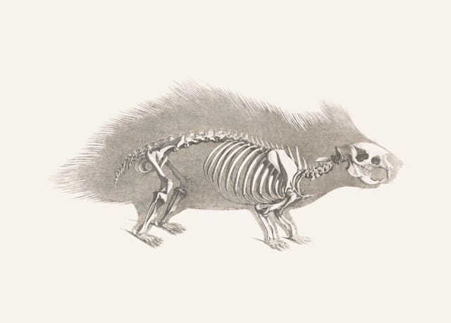 Porcupine Skeleton