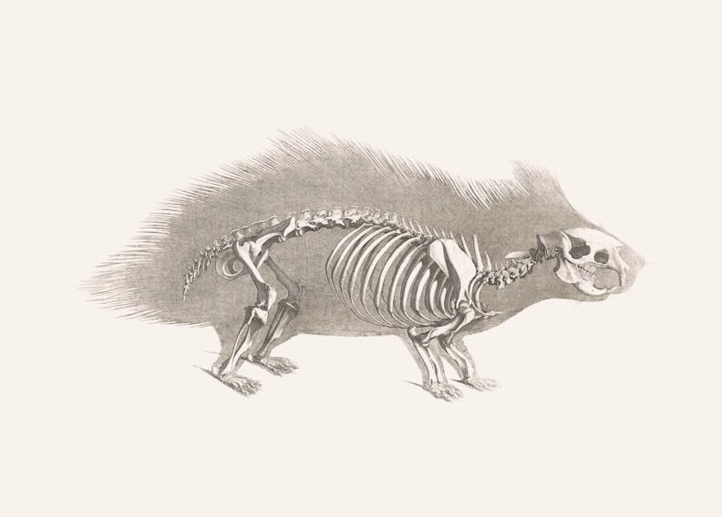 Porcupine Skeleton