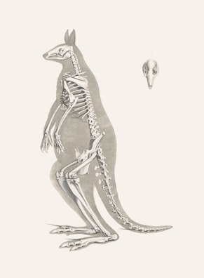 Red Kangaroo Skeleton