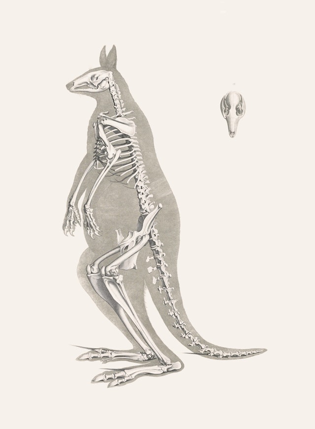 Red Kangaroo Skeleton