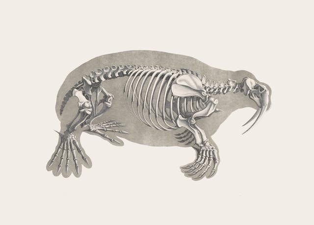 Walrus Skeleton